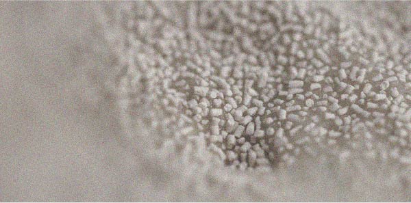 Brewer’s yeast is one of the main sources of vitamin B9
