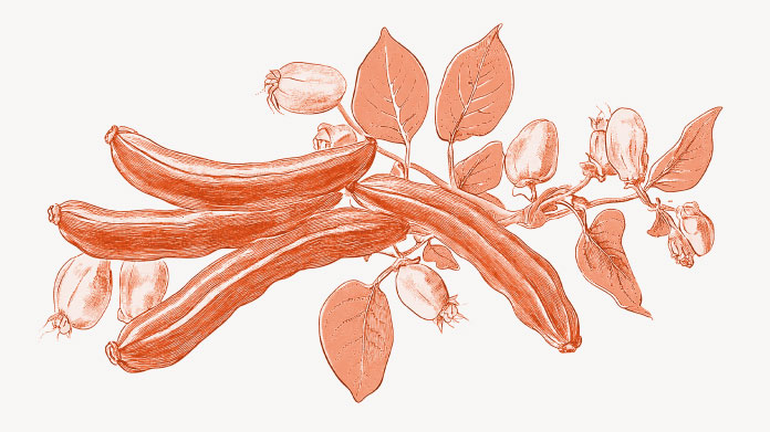 Os benefícios da alfarroba