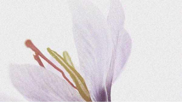 Un essai randomisé étudie la relation entre le safran et le bien-être émotionnel