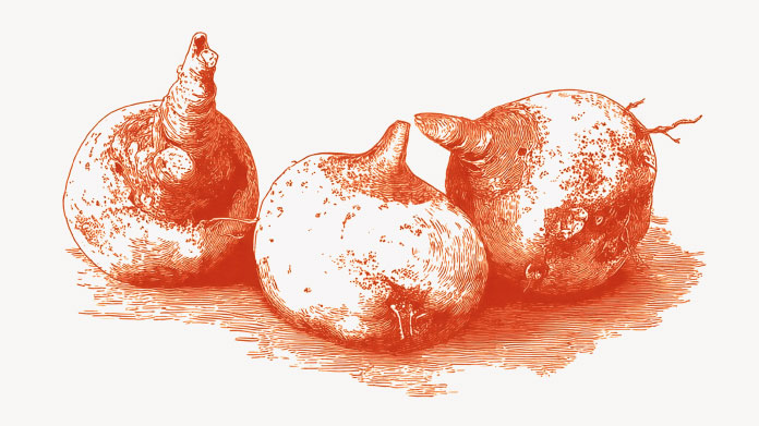 Scoprite i benefici del konjac