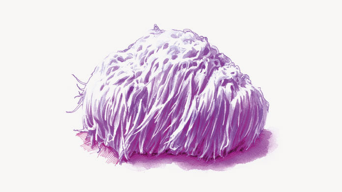 Los posibles beneficios de la melena de leon