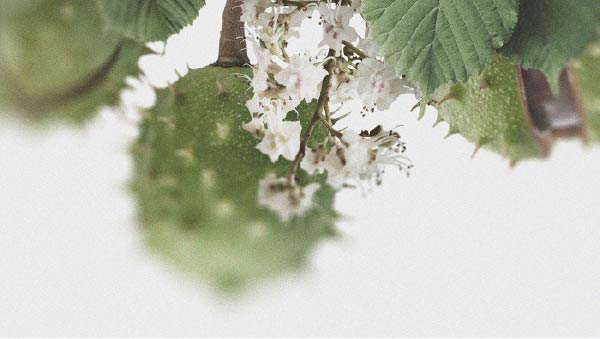 De mogelijke voordelen van paardenkastanje voor de bloedsomloop