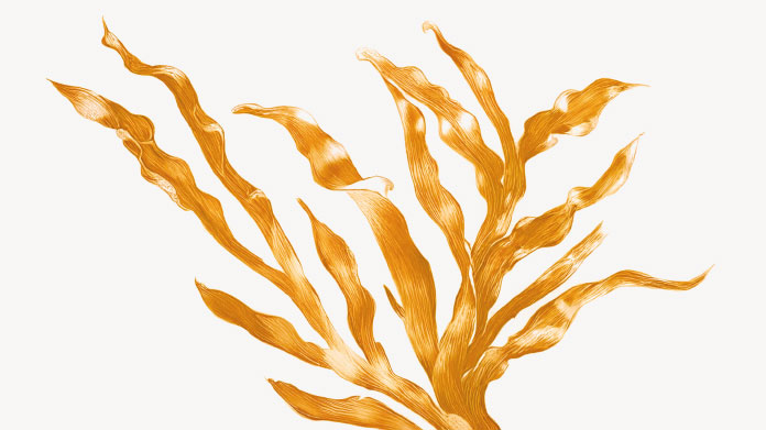 Uses of phycocyanin, spirulina’s natural pigment