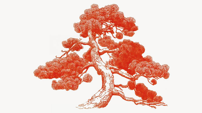 Maritime pine anti-cellulite