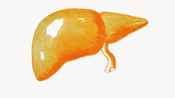 Los posibles beneficios de los polifenoles para el higado