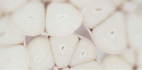 Entdecken Sie den Unterschied zwischen Präbiotika und Probiotika