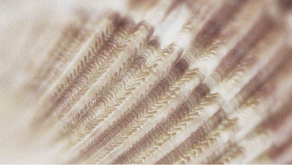 La vitamine B12 présente de nombreux bienfaits, parmi lesquels elle pourrait contribuer à la santé capillaire